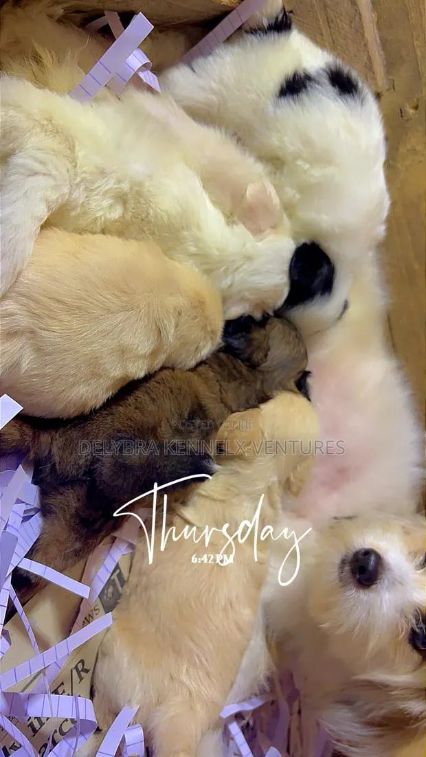 1-3 months Female Purebred Poodle · Photo 1