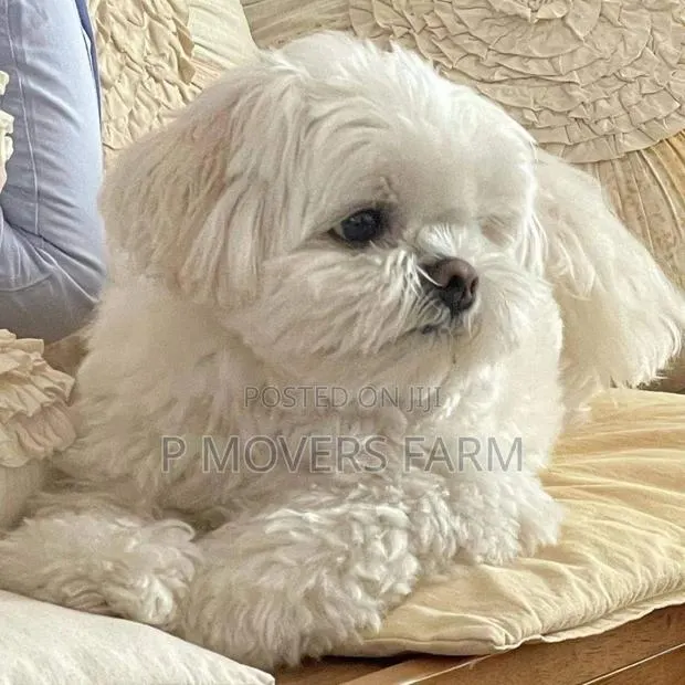 3-6 months Female Purebred Maltese · Photo 1