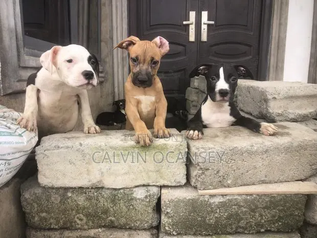 3-6 months Male Purebred American Pit Bull Terrier · Photo 1