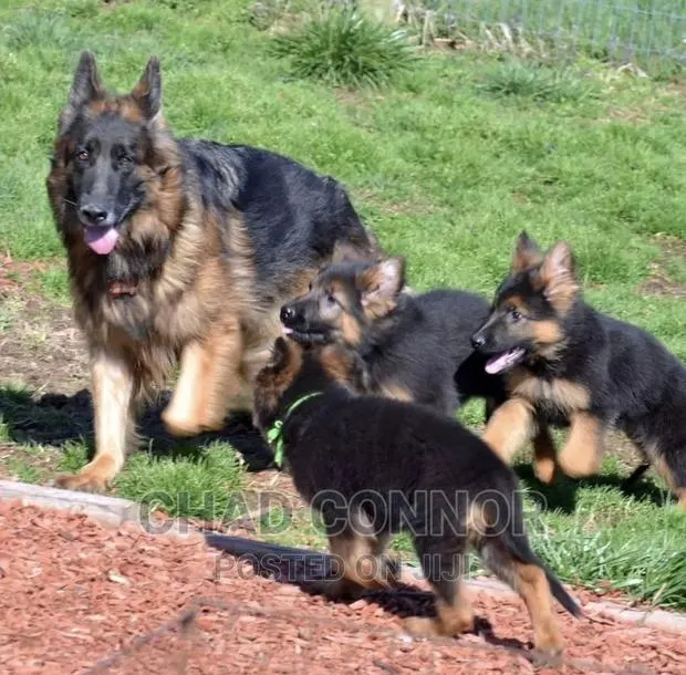 1-3 months Male Purebred German Shepherd · Photo 1