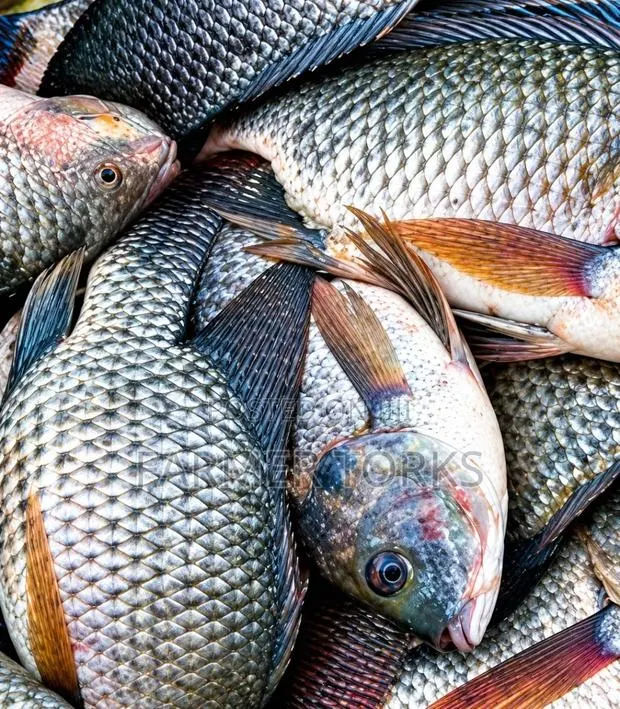 Fresh Tilapia · Photo 1