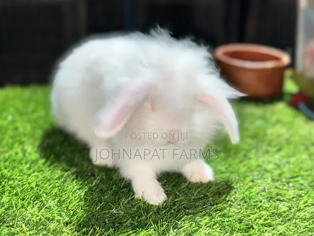Pet Rabbits · Photo 3