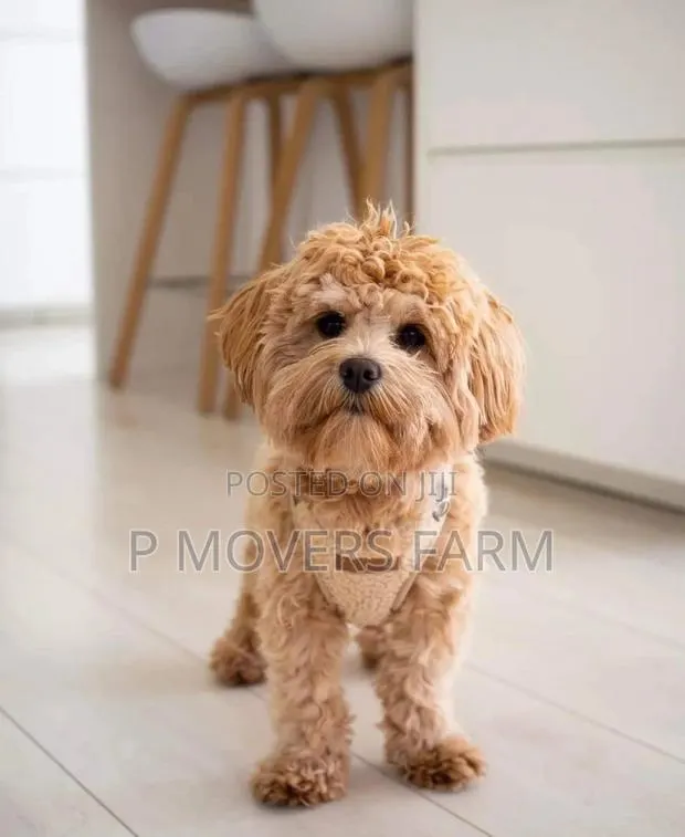 1-3 months Male Purebred Poodle · Photo 1