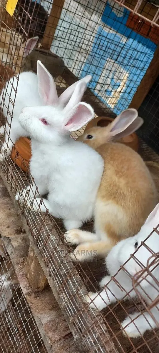 Rabbit at an Affordable Prices
