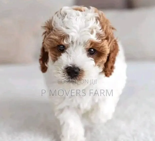 1-3 months Female Purebred Poodle · Photo 1