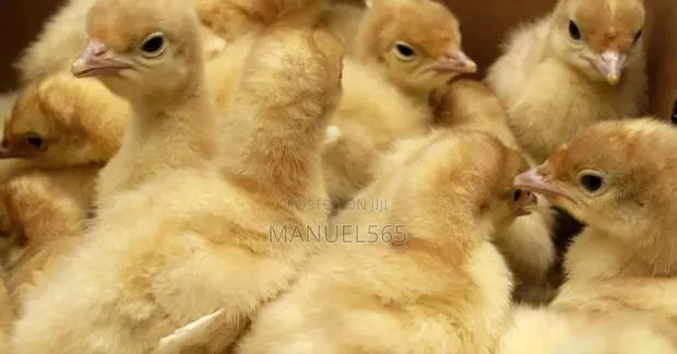 Foreign Turkeys · Photo 1