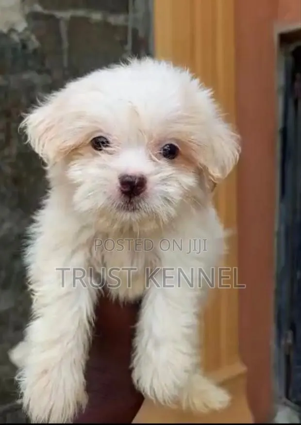 1-3 months Male Purebred Poodle · Photo 1