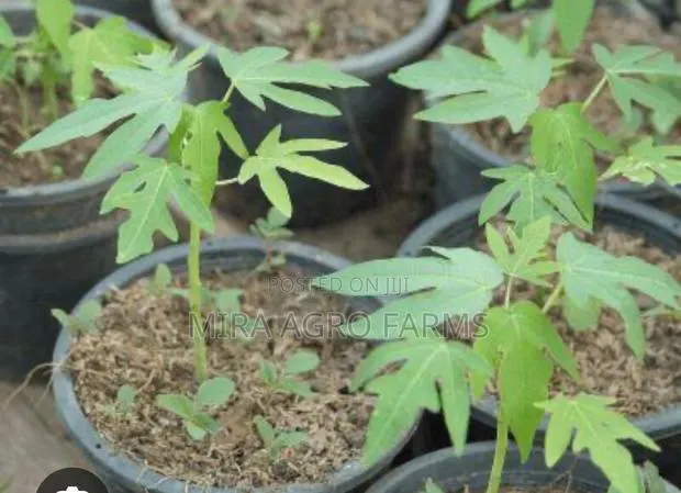 Pawpaw Seeds and Seedlings · Photo 2