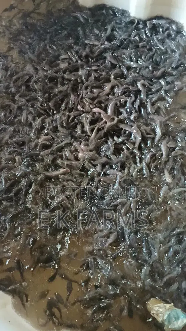 Fast Growing Catfish Juveniles Fingerlings Available In Stock · Photo 4