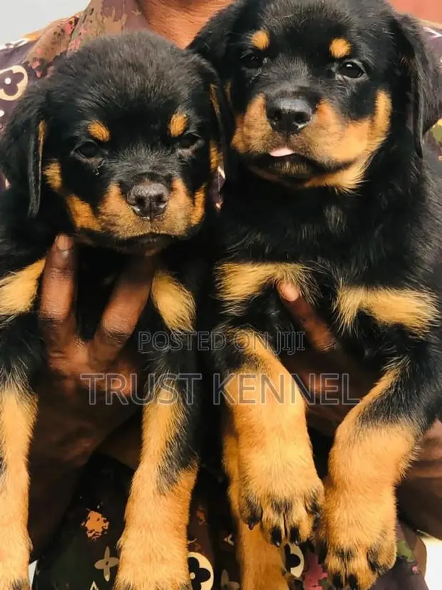 1-3 months Female Purebred Rottweiler · Photo 1