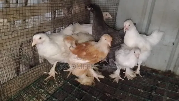 Brahma Chicken Available for Sale · Photo 1
