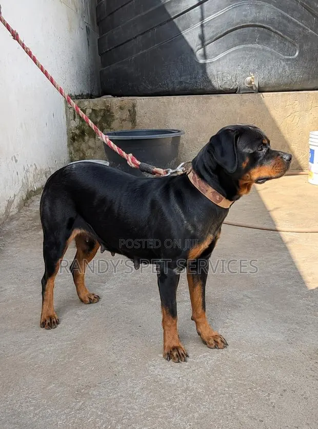 1+ year Female Purebred Rottweiler · Photo 1