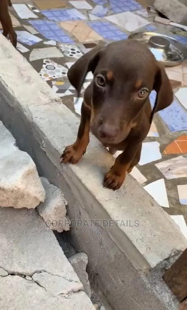 1-3 months Male Purebred Doberman Pinscher · Photo 1