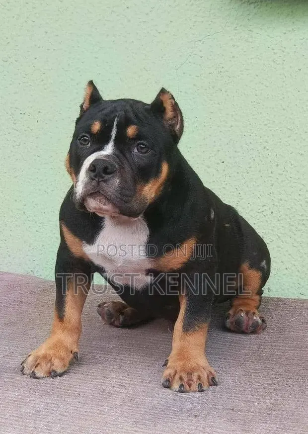 3-6 months Male Purebred American Bully · Photo 1
