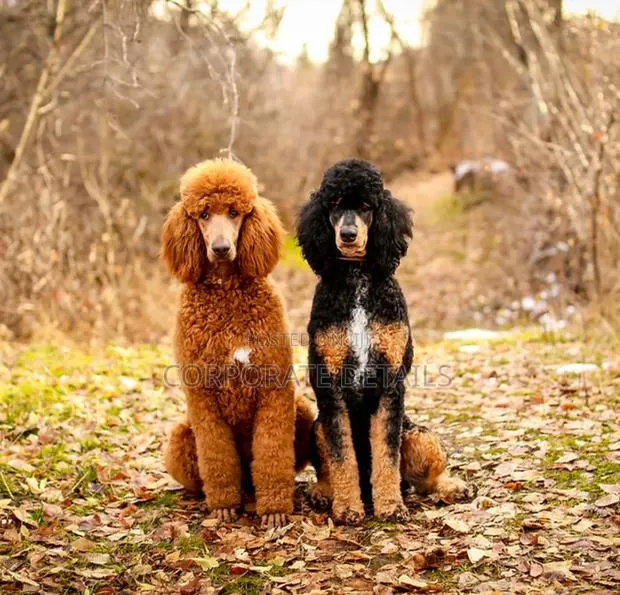 1-3 months Female Purebred Poodle · Photo 1