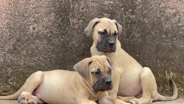 3-6 months Female Purebred Boerboel · Photo 1