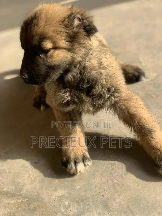 1-3 Months Female Purebred Caucasian Shepherd · Photo 1