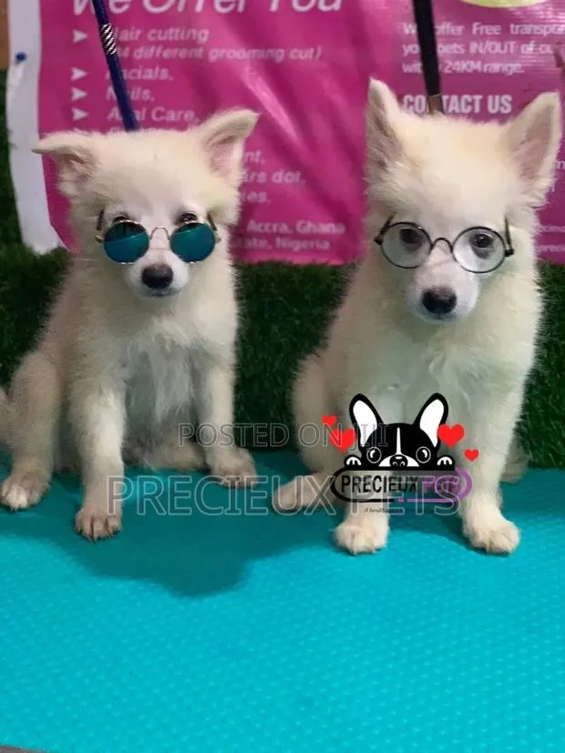 1-3 Months Male Purebred Japanese Spitz · Photo 1