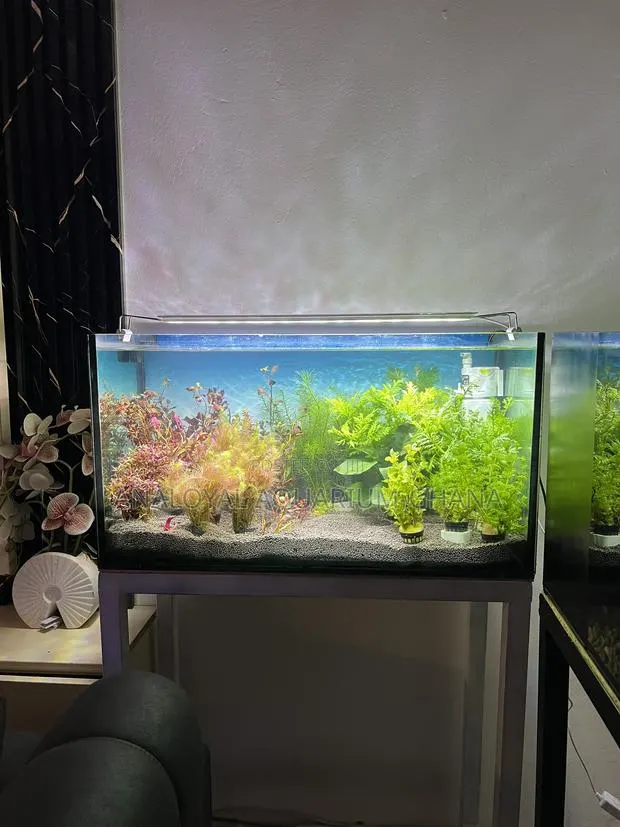 Natural Tank Aquarium · Photo 1