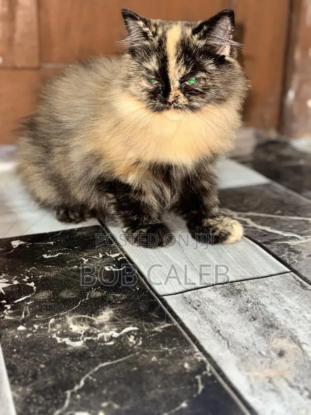 1-3 months Female Purebred Persian · Photo 1