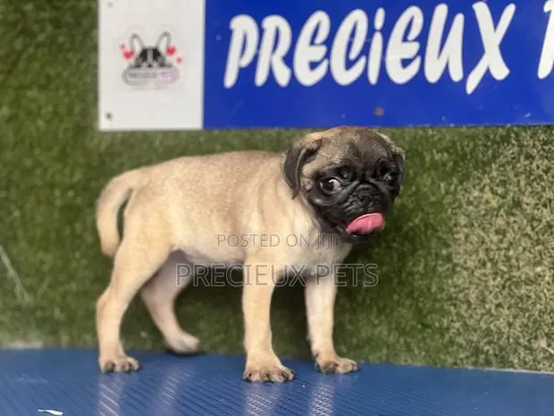 1-3 months Female Purebred Pug · Photo 1
