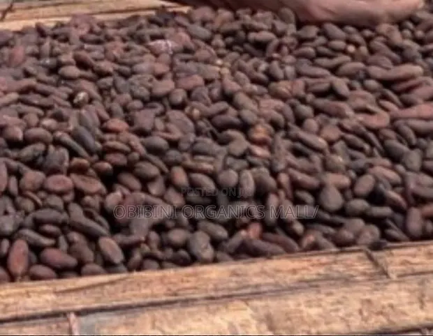 Black Pod Cocoa Beans (Abinkyi) · Photo 1