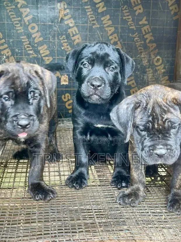 1-3 months Male Purebred Cane Corso · Photo 1