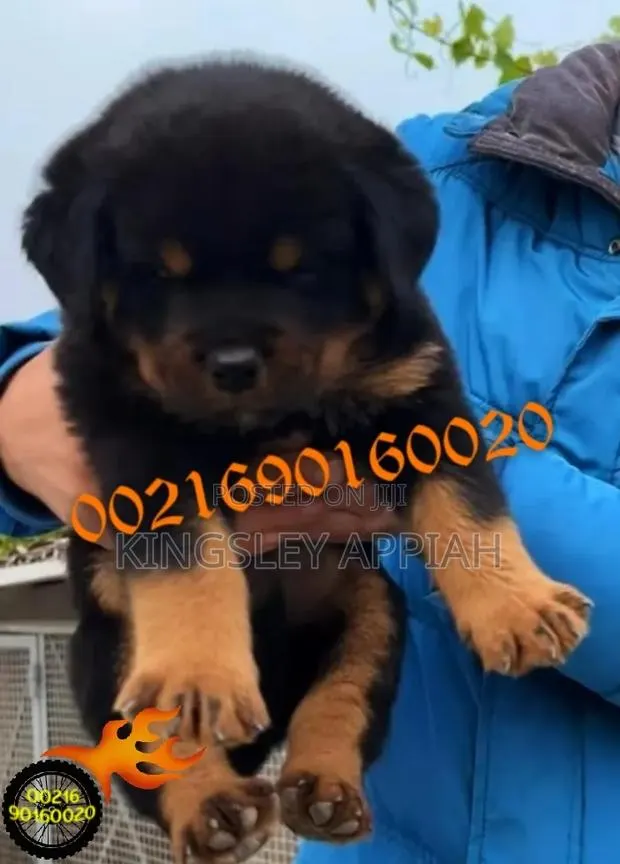 1-3 months Female Purebred Rottweiler · Photo 1