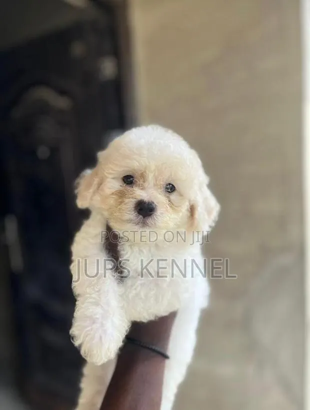 1-3 months Female Purebred Poodle · Photo 1