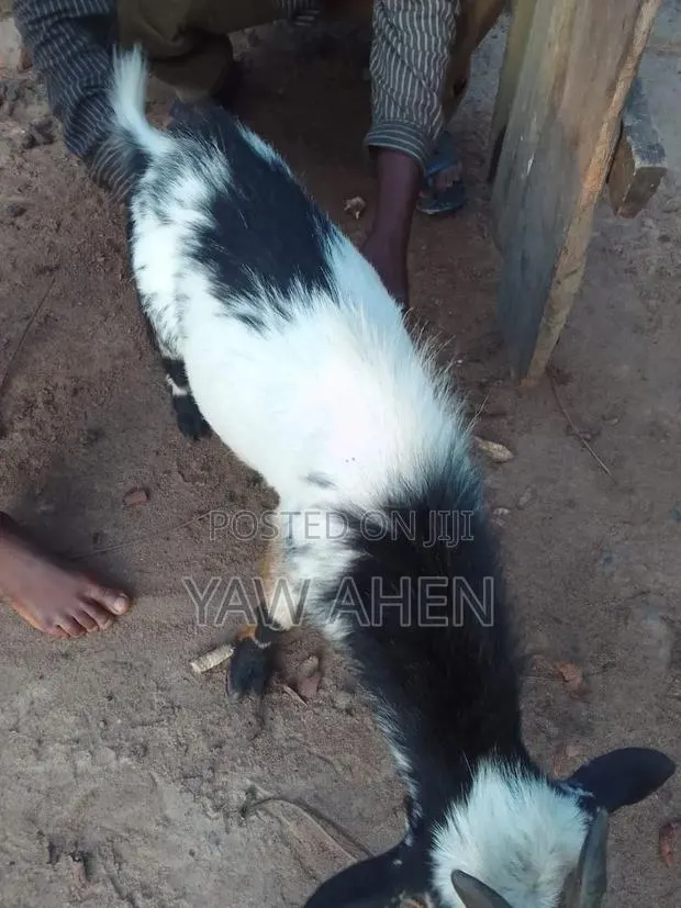 Goat for Sell · Photo 1