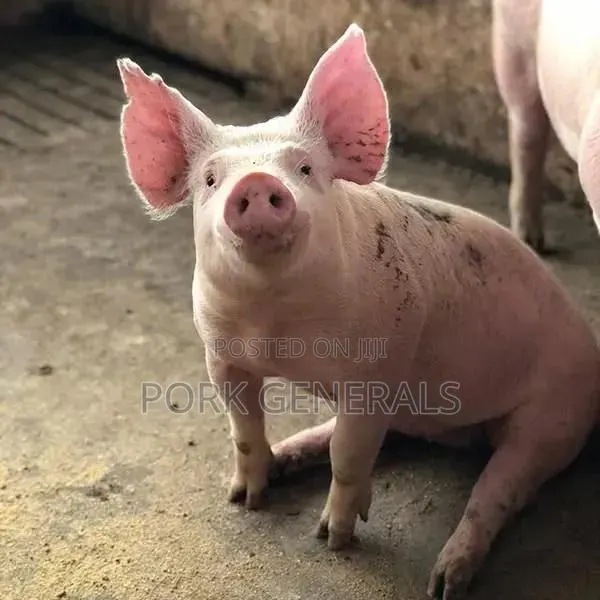Healthy Weaners Pigs Available ( WANT TO START a PIG FARM ) · Photo 3