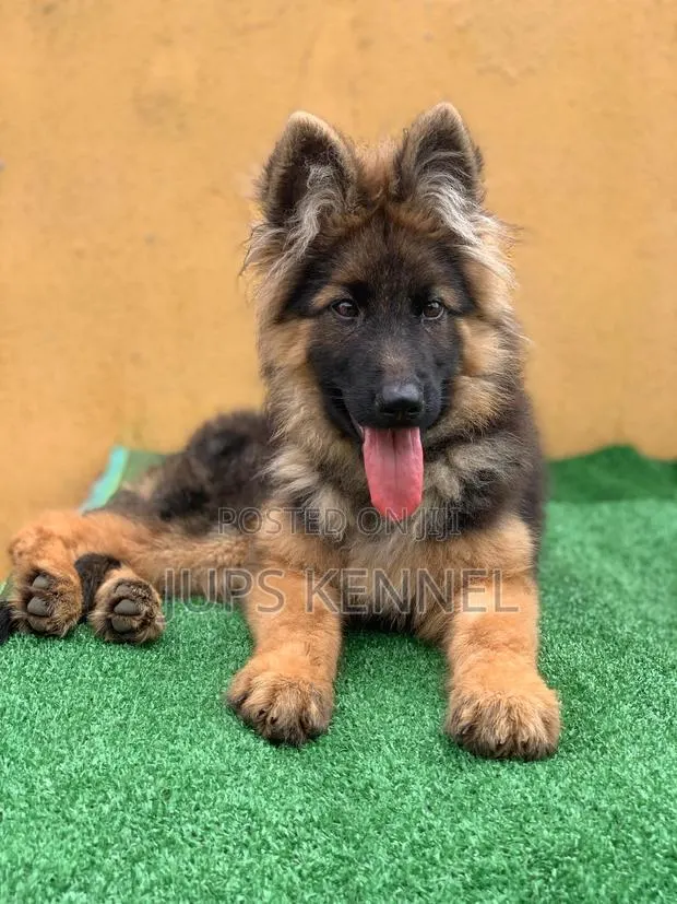 1-3 months Male Purebred German Shepherd · Photo 1