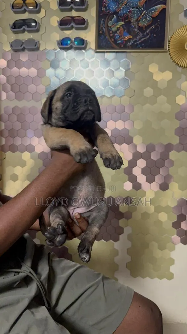 1-3 months Male Purebred Bullmastiff · Photo 1
