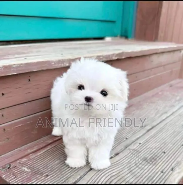 1-3 months Male Purebred Poodle · Photo 1