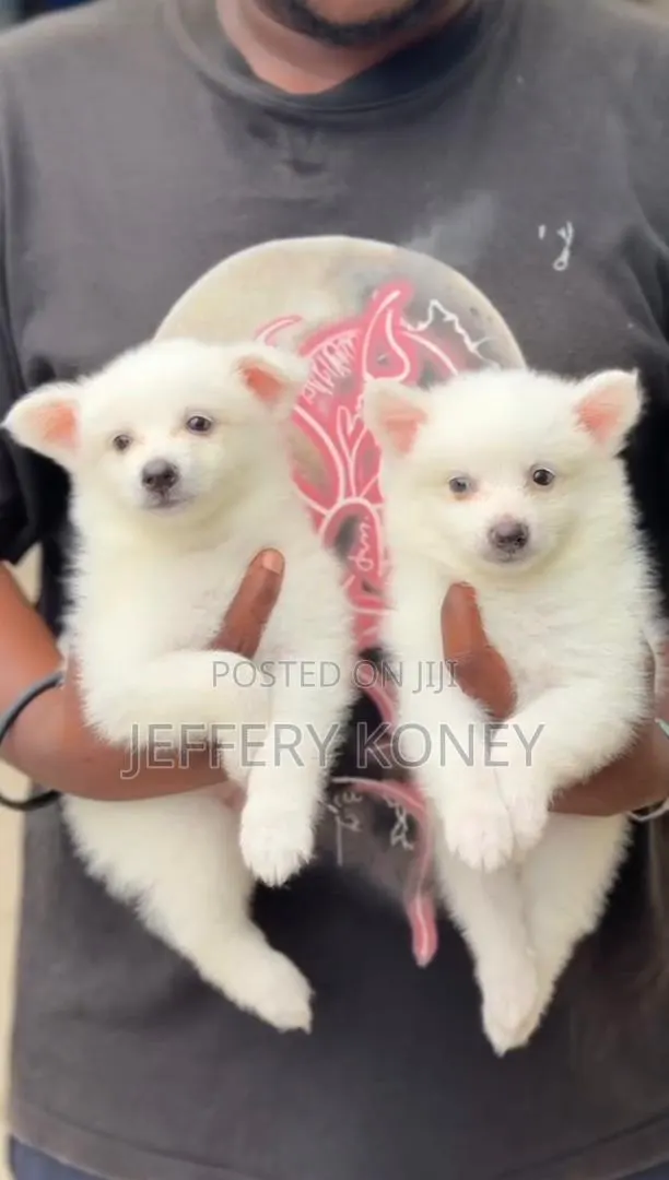 1-3 months Male Purebred American Eskimo · Photo 1