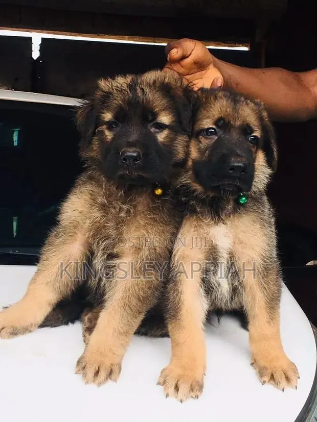 1-3 months Male Purebred German Shepherd · Photo 1