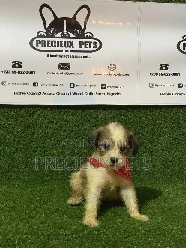 1-3 months Male Purebred Poodle · Photo 1