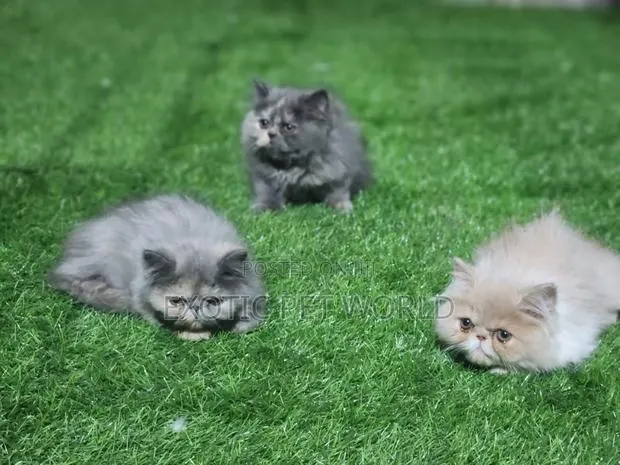 1-3 months Female Purebred Persian · Photo 1