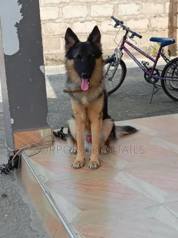 3-6 months Male Purebred German Shepherd · Photo 1