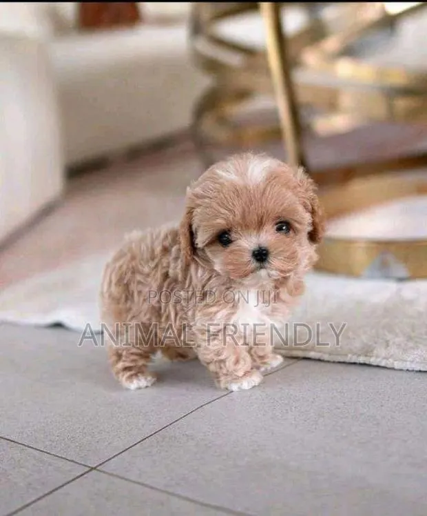 1-3 months Male Purebred Poodle · Photo 1