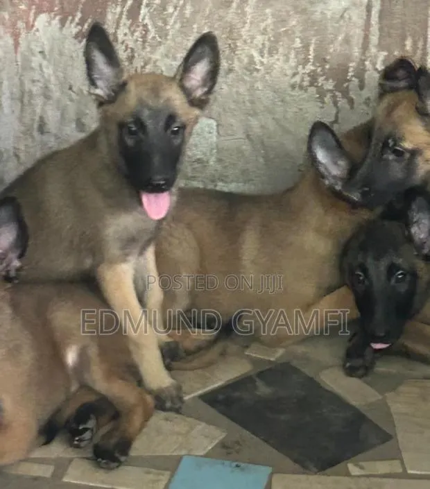1-3 months Female Purebred Belgian Malinois · Photo 1