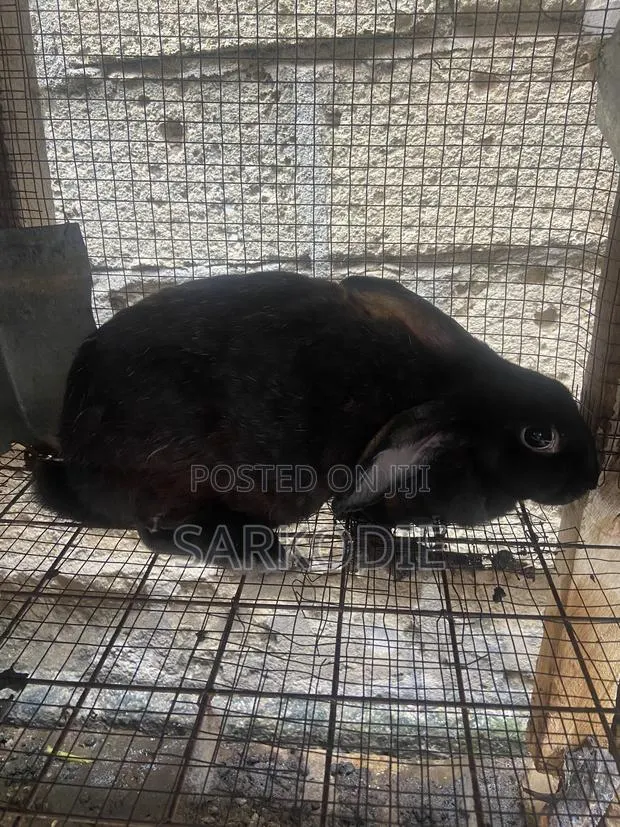 Home of Rabbit · Photo 3