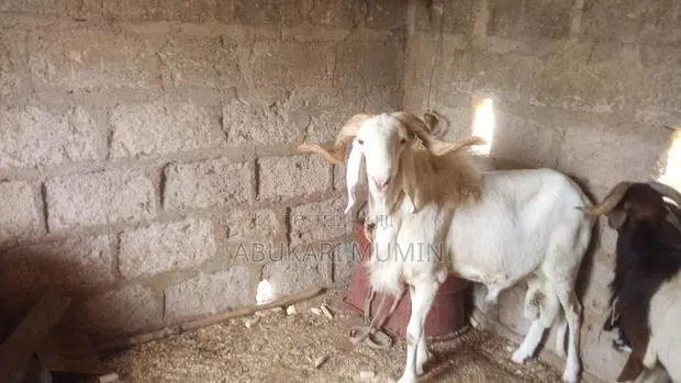 Health and Very Affordable Sheep · Photo 1