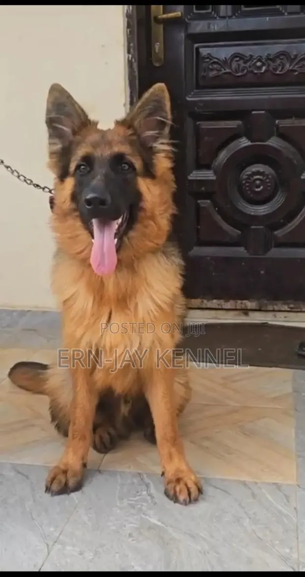 6-12 months Female Purebred German Shepherd · Photo 1