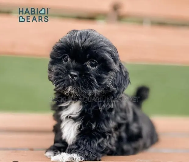 1-3 months Female Purebred Maltese · Photo 1