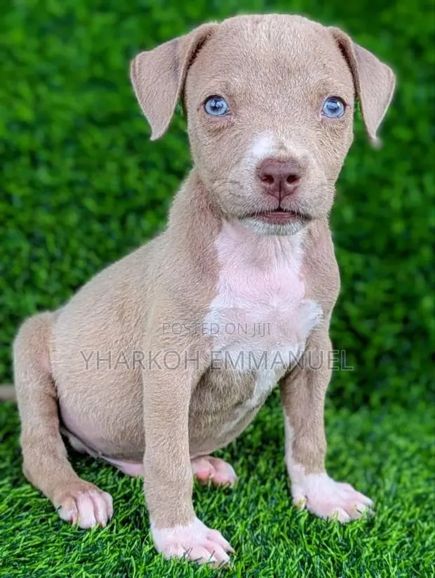 1-3 months Male Purebred American Pit Bull Terrier · Photo 1