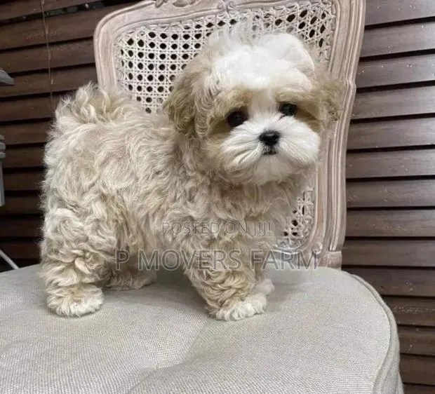 1-3 months Male Purebred Poodle · Photo 1