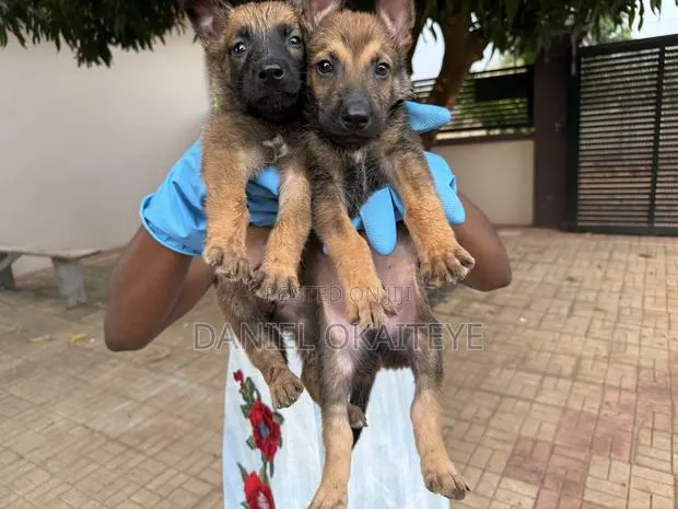 0-1 month Male Mixed Breed Dog · Photo 1