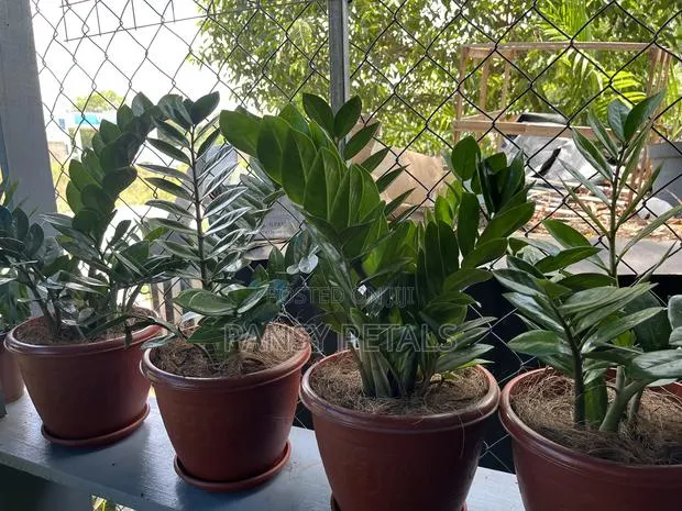 Indoor Plants for Sale · Photo 1