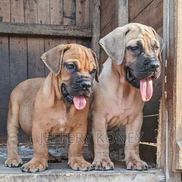 1-3 months Female Purebred Boerboel · Photo 1
